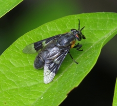Chrysops cincticornis