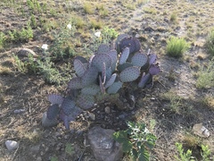 Opuntia macrocentra