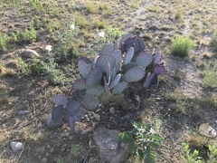 Opuntia macrocentra
