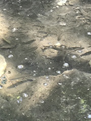 Chrosomus erythrogaster