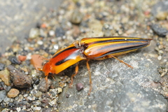 Semiotus kondratieffi