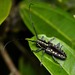 Taeniotes orbignyi - Photo (c) Robby Deans, some rights reserved (CC BY-NC), uploaded by Robby Deans