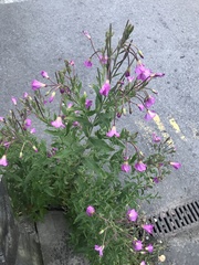Epilobium hirsutum