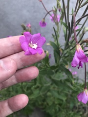 Epilobium hirsutum