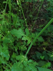 Lactucinae