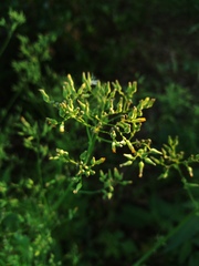 Lactucinae