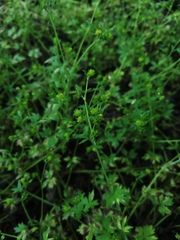 Ranunculus parviflorus
