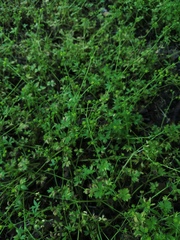 Ranunculus parviflorus