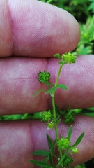 Ranunculus parviflorus