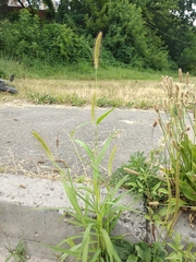 Setaria viridis pycnocoma