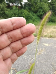 Setaria viridis pycnocoma