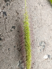 Setaria viridis pycnocoma