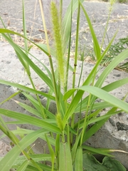 Setaria viridis pycnocoma