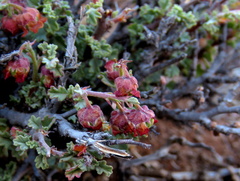 Hermannia desertorum