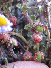 Hermannia desertorum