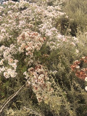 Eriogonum arborescens