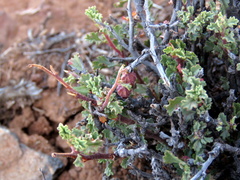 Hermannia desertorum
