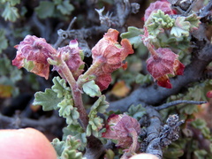 Hermannia desertorum