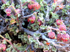 Hermannia desertorum
