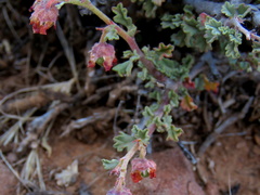 Hermannia desertorum