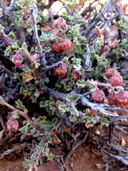 Hermannia desertorum