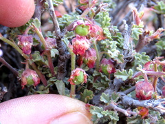 Hermannia desertorum