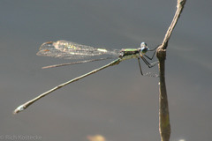 Lestes vigilax