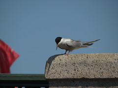 Sterna hirundo