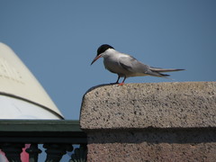 Sterna hirundo