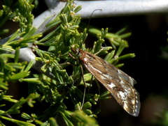Loxostege frustalis