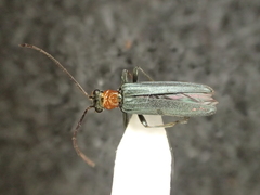 Oedemera croceicollis