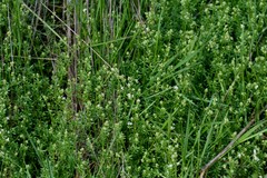 Galium sylvaticum