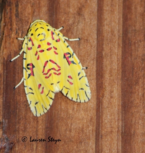 Mazuca dulcis