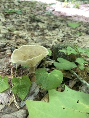 Ampulloclitocybe