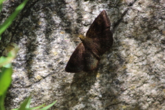 Carcharodini
