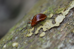 Ellipticus dorbignyi