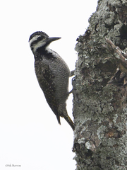 Chloropicus namaquus