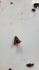 Dendroctonus rufipennis