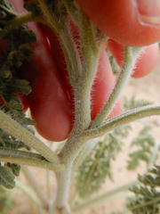 Hedosyne ambrosiifolia