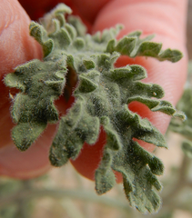 Hedosyne ambrosiifolia