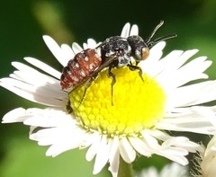 Holcopasites calliopsidis calliopsidis