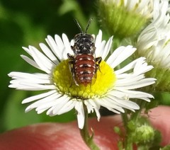 Holcopasites calliopsidis calliopsidis