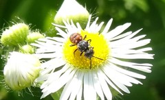 Holcopasites calliopsidis calliopsidis