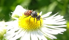 Holcopasites calliopsidis calliopsidis