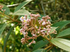 Miconieae