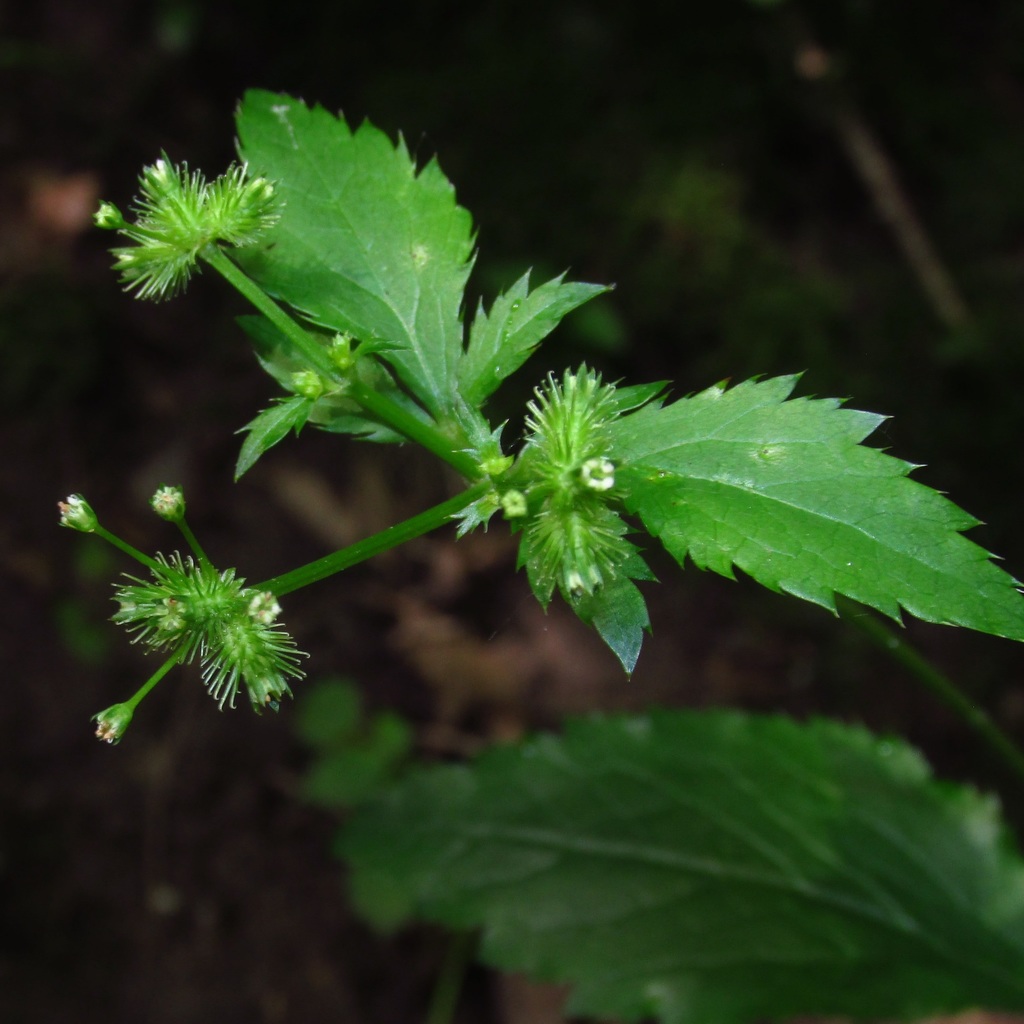 large-fruited sanicle