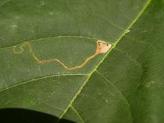 Stigmella aceris