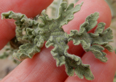 Hedosyne ambrosiifolia