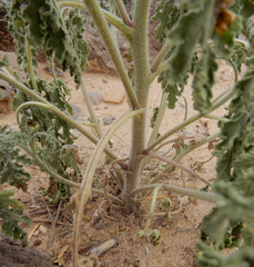 Hedosyne ambrosiifolia