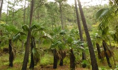 Brahea salvadorensis